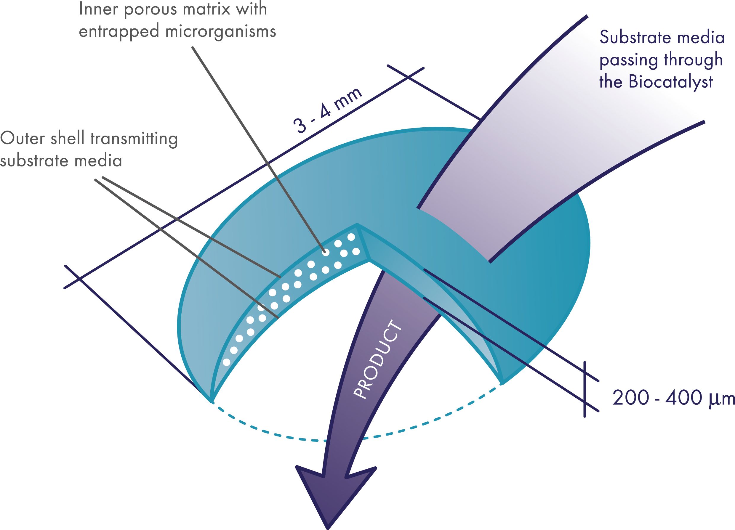 Biocatalysts Diagram 2