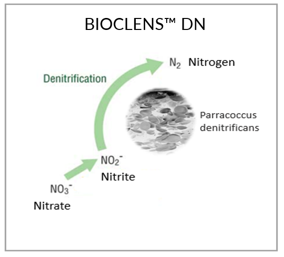 BIOCLENS™ (Lens Encapsulated Bacteria)