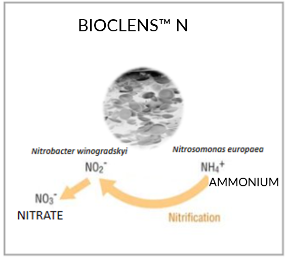 BIOCLENS™ (Lens Encapsulated Bacteria)